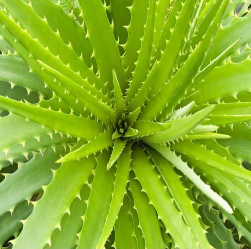 Aloe Vera Extract