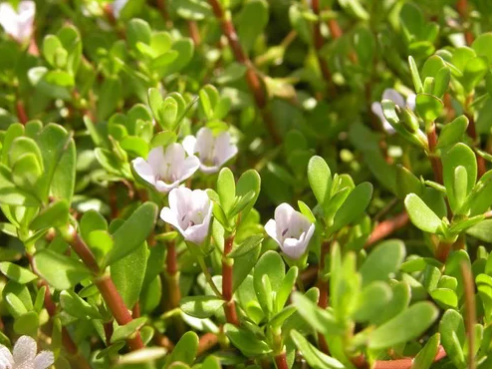 Brahmi Extract